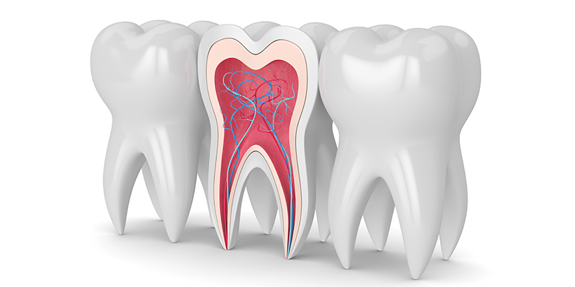 basic tooth structure